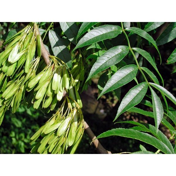 Green ash. Seeds. Fraxinus pennsylvanica 