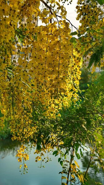 Zlatna kiša. Grm sa žutim cvjetovima. Laburnum anagyroides. sjemenke.
