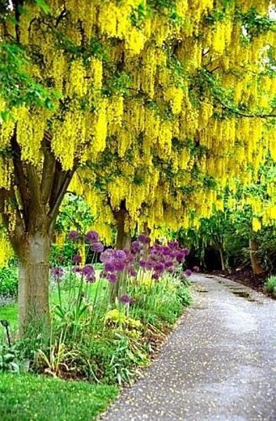Zelta lietus koks. Laburnum anagyroides.