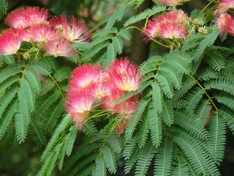 Silk mimosa. Silk tree. Silk acacia. Tree of happiness. Albizia julibrissin rosea. Seeds.