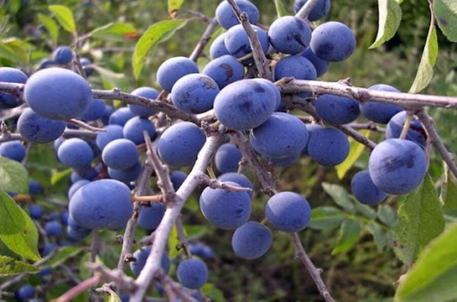 Prugna blu. Prugna blu selvatica. Semi di albero.