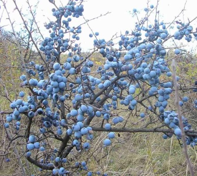 Prune bleue. Prune sauvage bleue. Graines d'arbre.