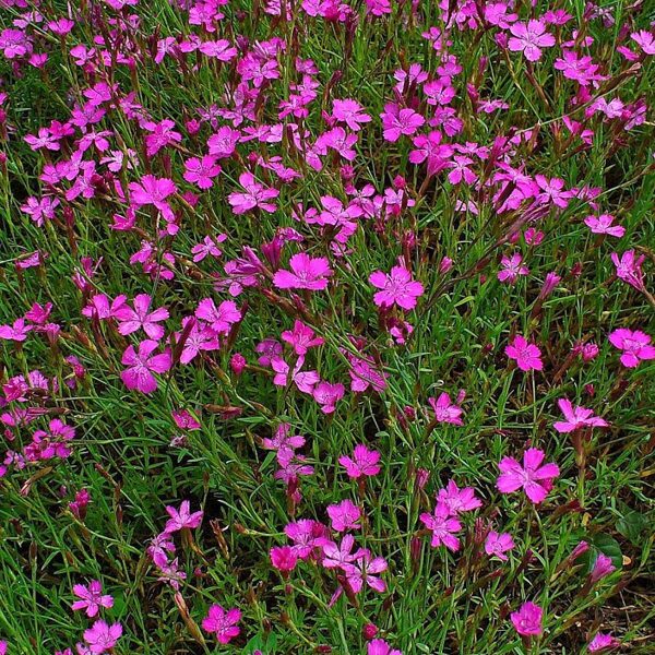 Zilganā neļķe. Dianthus gratianopolitanus. 