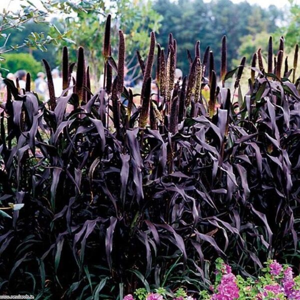 Zilganzaļā sarzāle. Purple Majesty. Penniseum glaucum. (L)R. Br. Sēklas.